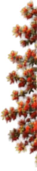 Red flowering vine